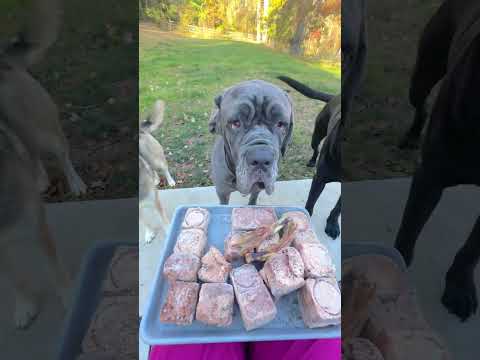 Can Dogs Eat Patties