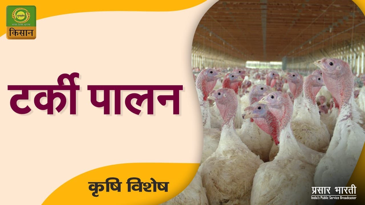 Krishi Vishesh : Turkey Farming || कृषि विशेष : टर्की पालन || January 20, 2024
