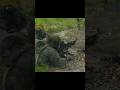 “Real Combat Training of Serp Army Commandos”#militarypower#action#militarypower#
