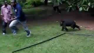 Chimps Escape & Scare Hotel Guest in Africa (REAL)