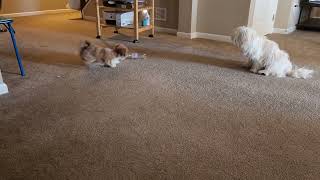 Lhasa Apsos Romeo playing with his sister Precious