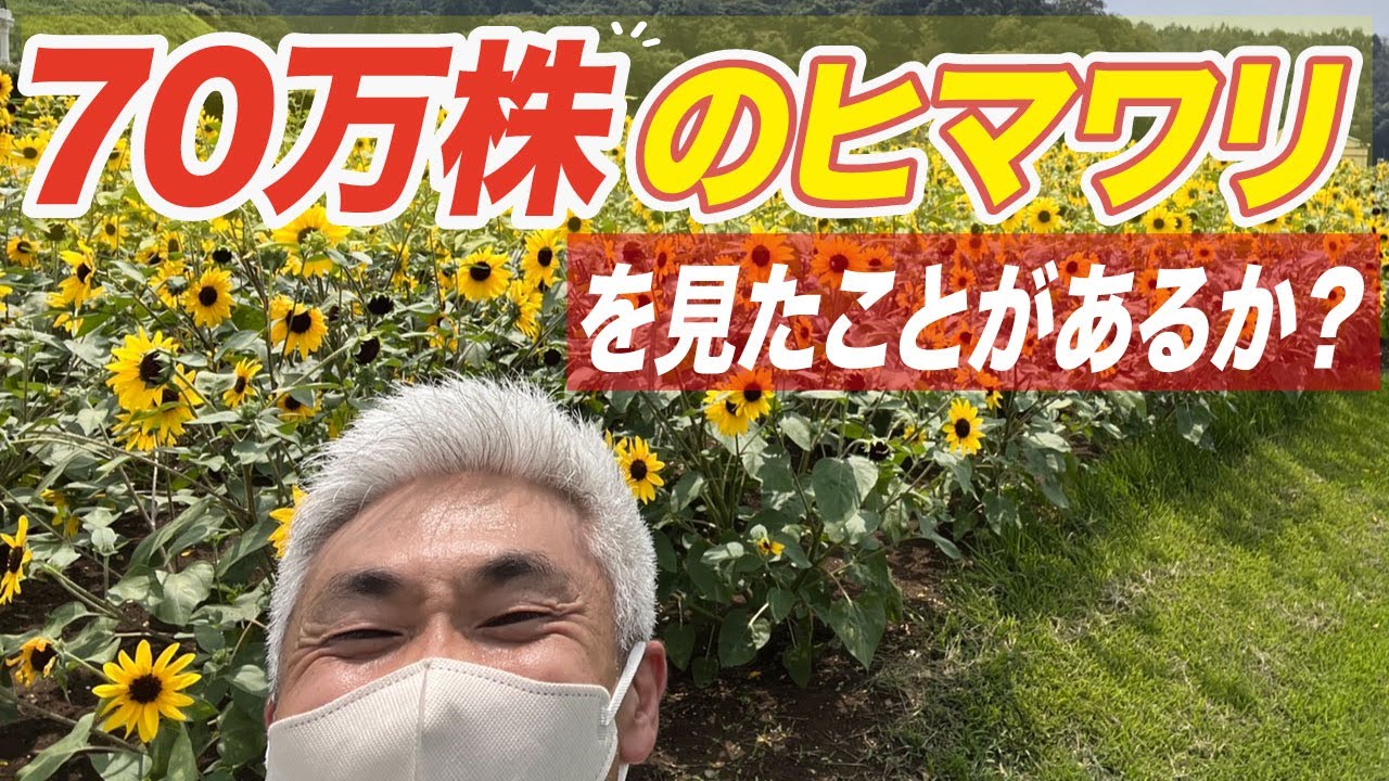 70万株のヒマワリを見たことがあるか！？ - YouTube