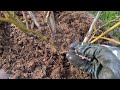 Šilauogių tręšimas/Blueberry fertilization/Подкормка черники/Nawożenie borówki