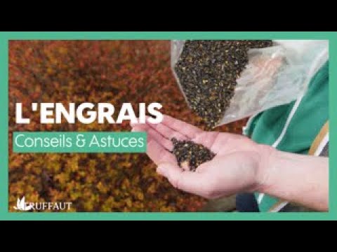 Vidéo: Qu'est-ce que les boronias – En savoir plus sur la croissance des boronias dans le jardin