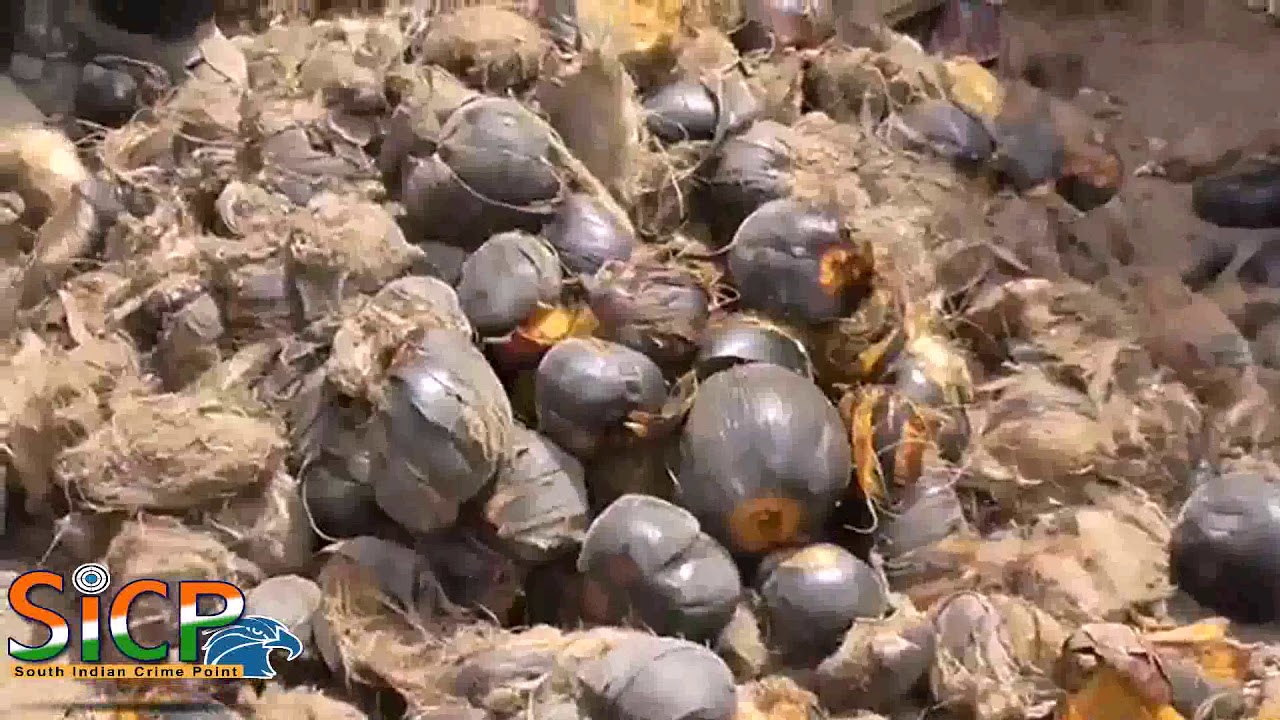 Palmyra palm seed plantation programme launched - YouTube