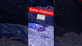 white beautiful fish #great #live #fishes #travel #viral #youtube #enjoy #beautiful #sea #beauty