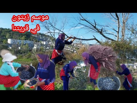 حياة القرية المغربية موسم زيتون وجمع الحطب اويلي هدشي كمل وقلك باغي يتجوج المرأة الثانية هدا هو سبب