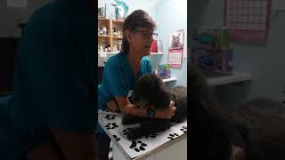 Quick chat on Bordetella vaccination