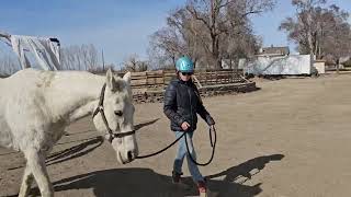 Kenzie Leading Hank Through Equine Agility Junior Course.