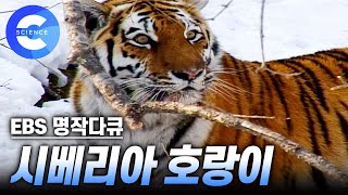 눈보라 치는 연해주에서 3년 동안 잠복해 촬영한 시베리아 호랑이의 일상 | 자연 다큐