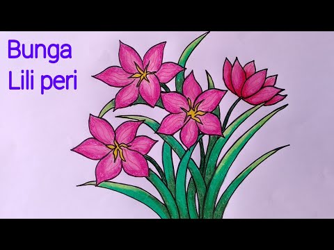 Menggambar Bunga Lili Cara Menggambar Dan Mewarnai Bunga Lili Youtube