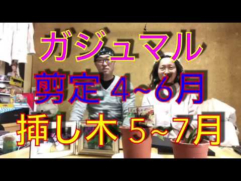 ガジュマル🌱 剪定 揷し木 - YouTube