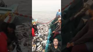 मछुआरों ने समुद्र से ढेर सारी मछलियाँ पकड़ी | Fishermen Catching Tons of Fish at Sea#shorts