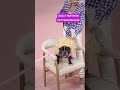'Doggy Parton' is Dolly Parton's Pet Fashion Line