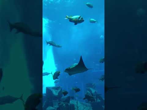 lost chambers Aquarium Dubai experience