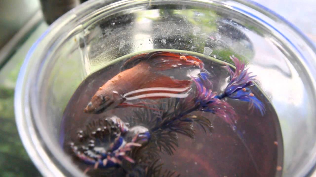 Zee's Pet Fish Died YouTube