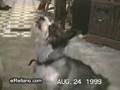perros que hablan 2