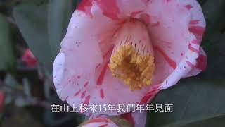 1070106山茶花之戀
