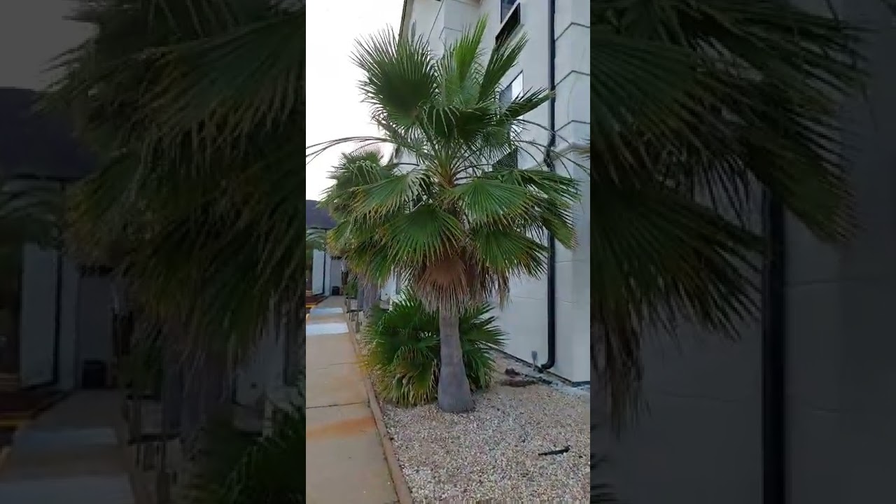 Growth of a palm tree explained 20 seconds