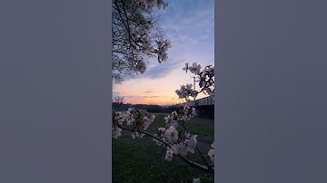Thumbnail of Sakura 🌸🌼 #song #music #lyrics #sunset #sakura
