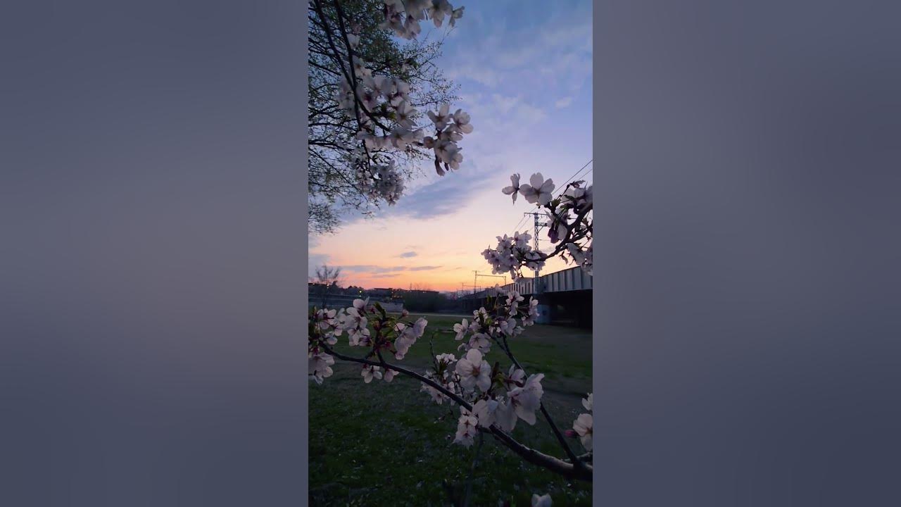 Sakura 🌸🌼 #song #music #lyrics #sunset #sakura