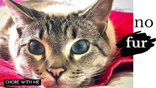 Get Rid of Cat Hair