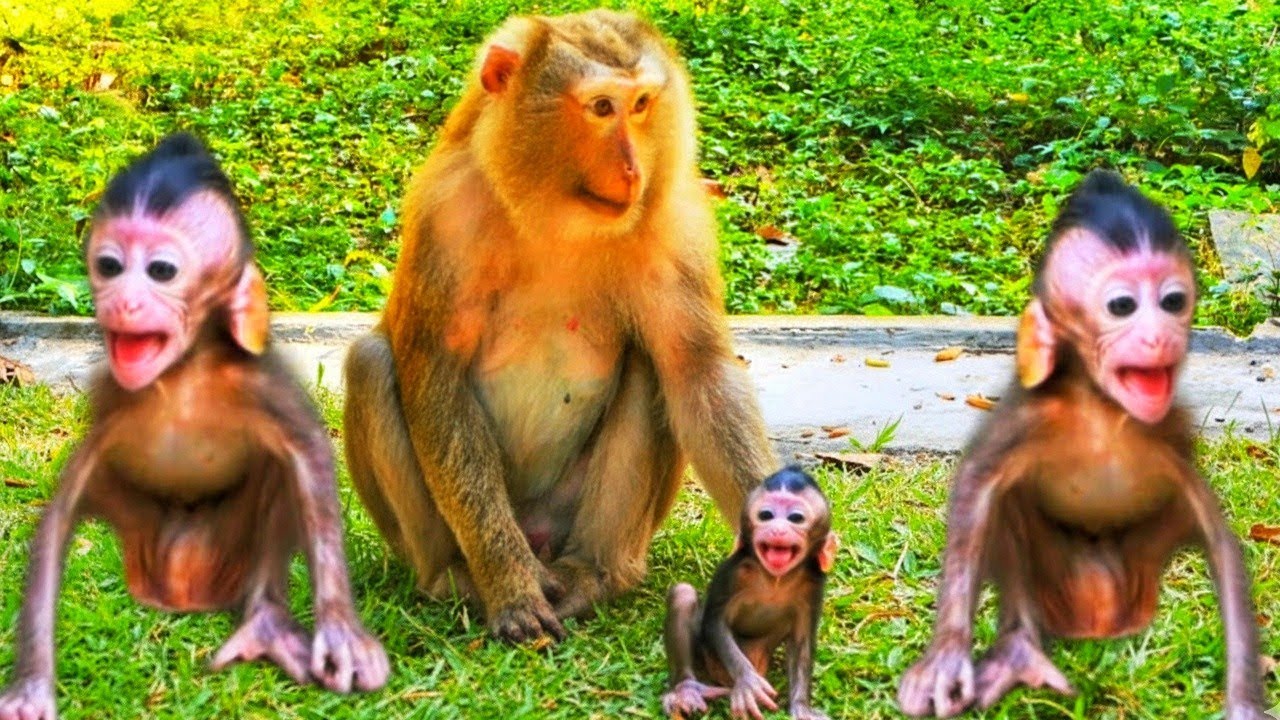 F168-48- The first happy day of a baby monkey taught by its mother ...