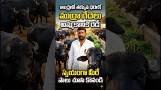 ఆంధ్ర లో తక్కువ ధరలో ముర్రా గేదెలు #cow #andhrafarmers #calfs #hyderabad #farming #andhra