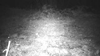 Rabbit at Briddlesford 2
