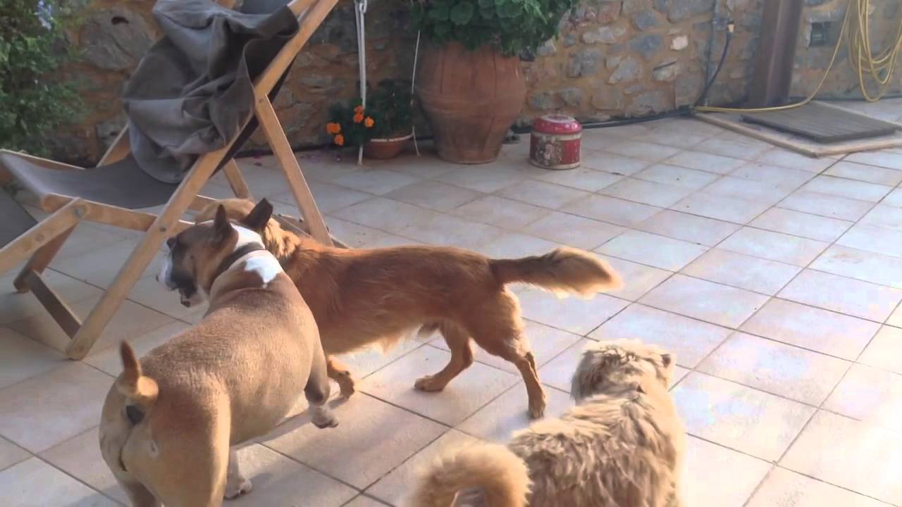 Dogs playing YouTube