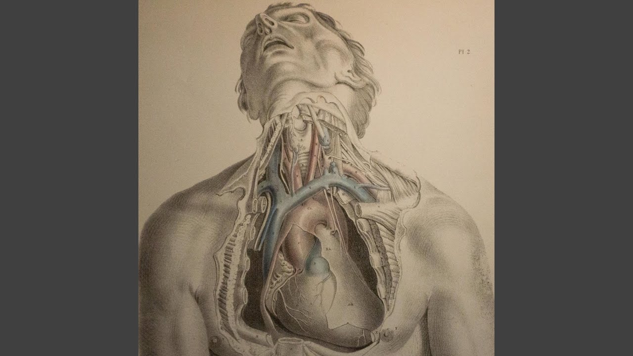 Guarda Salamander su YouTube Guarda Salamander su YouTube