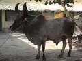 Long Horn Bull Participated All India Travel Journey with Mayapur Iskcon Organization
