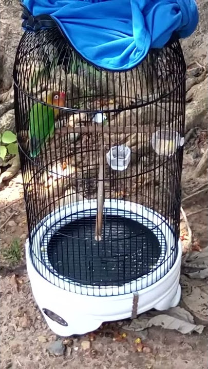 Lovebird kusumo bisa putus dengan viola