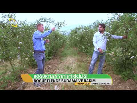 Video: St.Petersburg Yakınlarında Böğürtlen Yetiştiriciliği