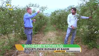 Tarıma Dair-Böğürtlen Yetiştiriciliği