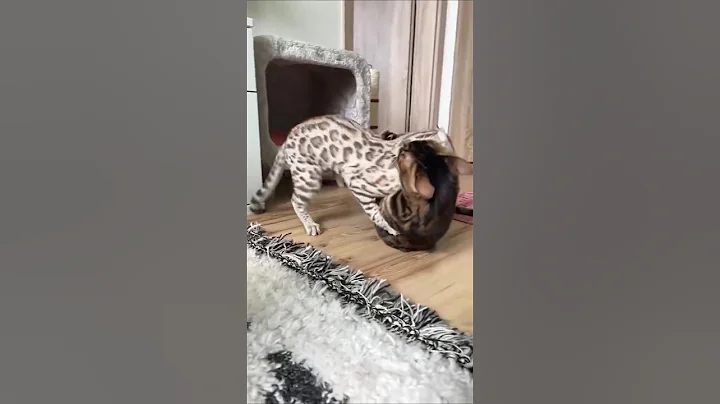Video 8285651: cat bengalcat funny kitten, bengalcat catlover kitten, silver bengal cat, brown bengal cat, bengalcat cat love, cat vs kitten