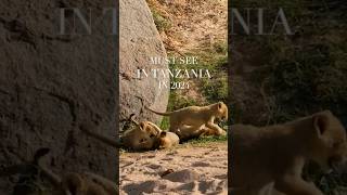 must see in Tanzania in 2024 #travel #mustsee #shorts #tanzania #safari #foryou #viral