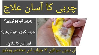 How To Treat Budgies Parrots Fat Charbi Problem. Birds Budgies Common Disease And Solution.
