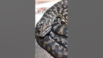 Male inland carpet python