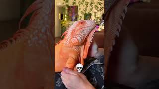 Animal transformation unbelievable journy of small pet