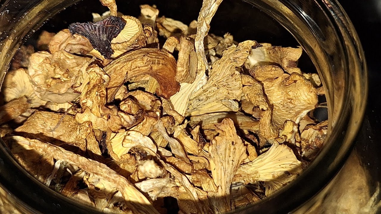 Waldpilze konservieren 