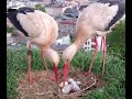 Čápi Trutnov | O velké čapí lásce a nejcennějším pokladu | About big storks love and great treasure