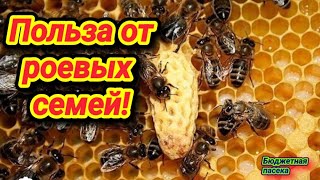 Роение пчёл польза на пасеке!