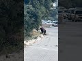 Bear stops traffic on Southern California freeway