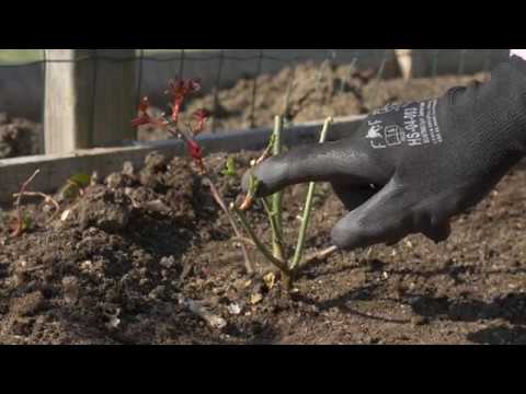 Video: Îngrijirea Trandafirilor Pe Pervaz