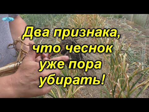 Срочно убираем чеснок - основные признаки, что  чеснок пора убирать.
