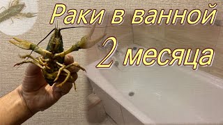 Содержание раков в ванной. 2 месяца.