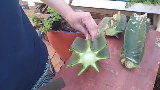 Como fazer muda de cacto mandacaru. cacto gigante