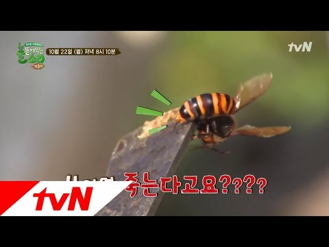 [예고] 쏘이면 죽는다고?!! 품앗이하다 응급실행?! 풀 뜯어먹는 소리-가을편 6화