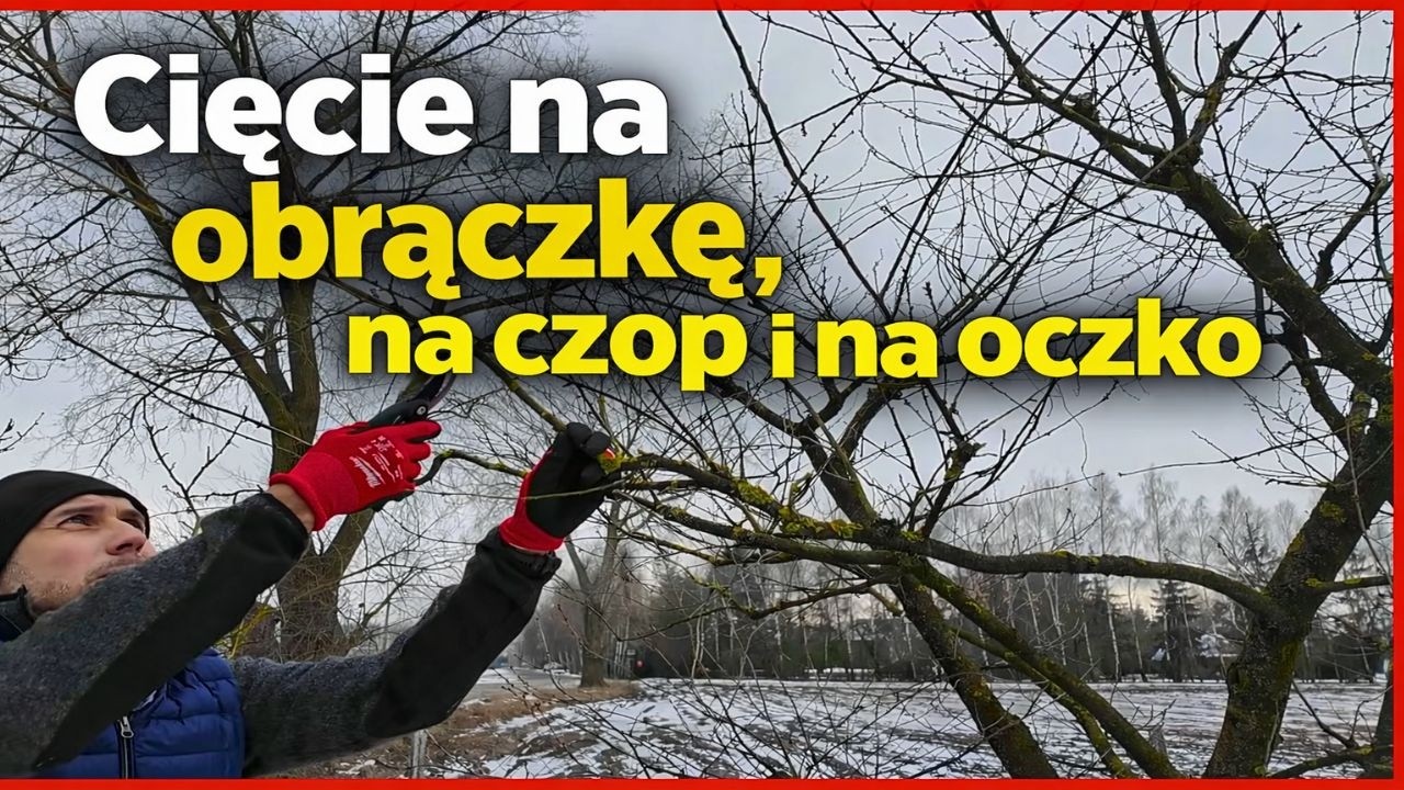 Techniki zimowego cięcia drzew, które musisz znać: na obrączkę, na czop, na oczko